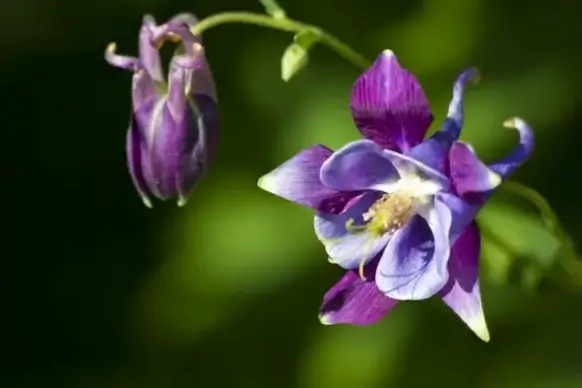 columbine flower plant