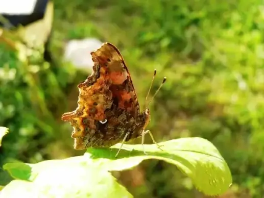 comma butterfly 10