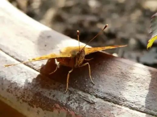 comma butterfly 4