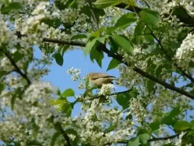 common bird cherry black cherry tree