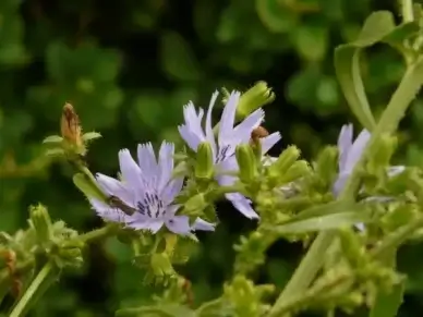 common chicory ordinary chicory cichorium intybus