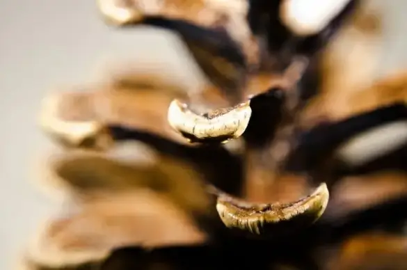 cone
