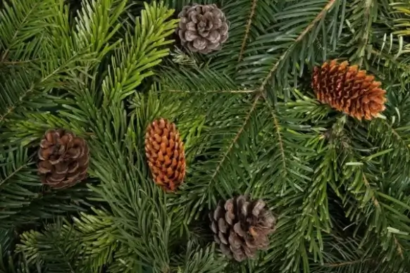 cone and needles background