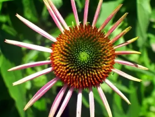 coneflower