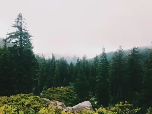 conifer evergreen fog forest hiking landscape mist