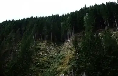conifer fog forest hiking landscape mountain national