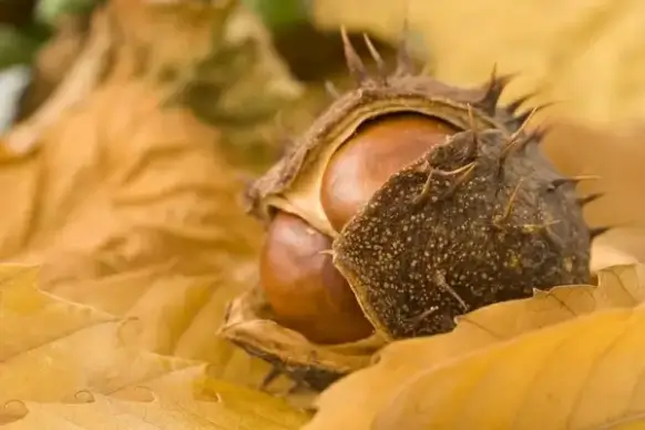 conker