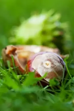 conker in grass