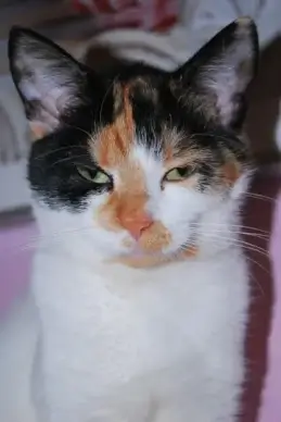contented cat