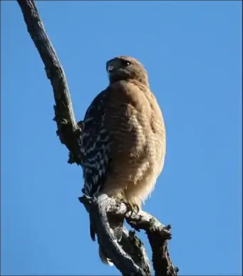 coopers hawk 38
