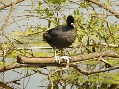 coot ralle tube chicken