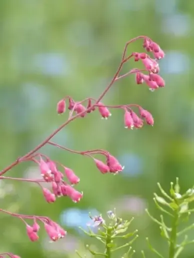 coral bells flower bloom