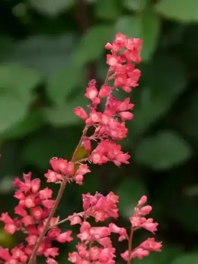 coral bells inflorescence flower