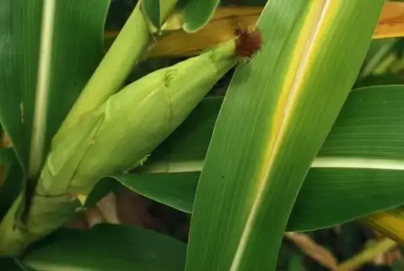corn
