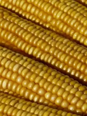 corn corn on the cob corn kernels