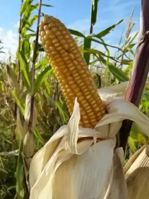 corn corn on the cob corn kernels