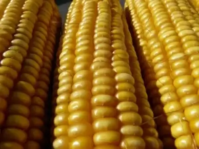 corn corn on the cob corn kernels