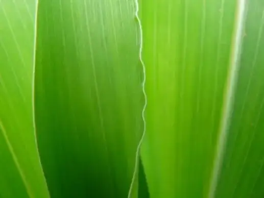 corn leaf green close