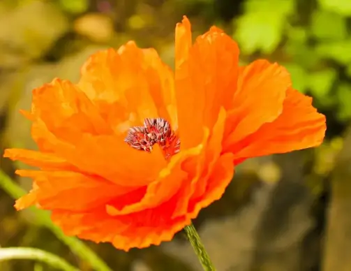 corn poppy flower picture closeup elegance 