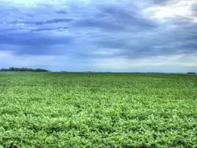 cornfields near the high point at hawkeye point iowa