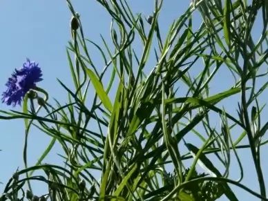 cornflower leaves stalk