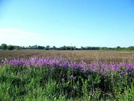 country wildflowers