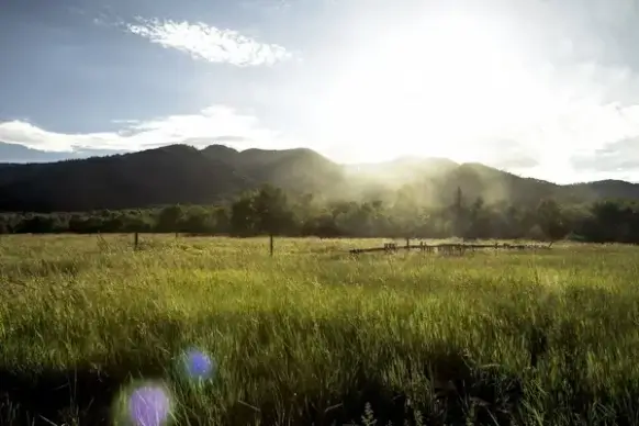 countryside dawn evening field fog forest grass