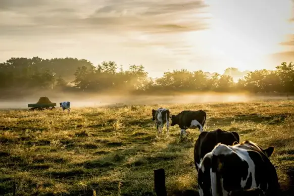 countryside scenery picture cattle grazing grassland 