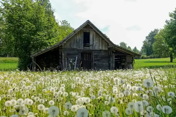 countryside scenery picture elegant blooming flowers cottage scene 