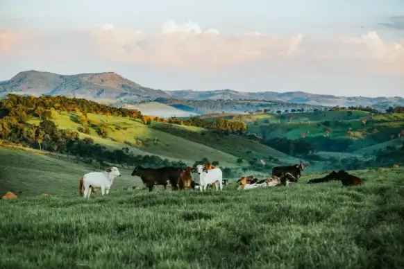 countryside scenery picture peaceful mountain farmland grazing cattle