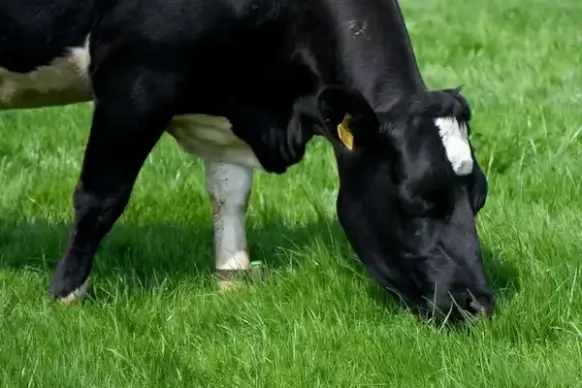 cow