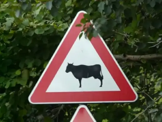 cow