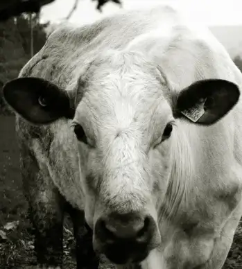 cow