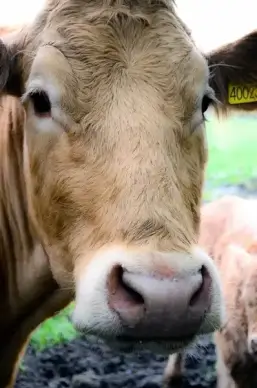 cow