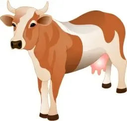 Cow