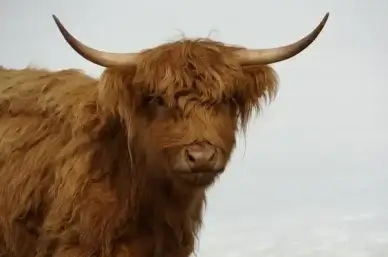 cow bovine rare breed
