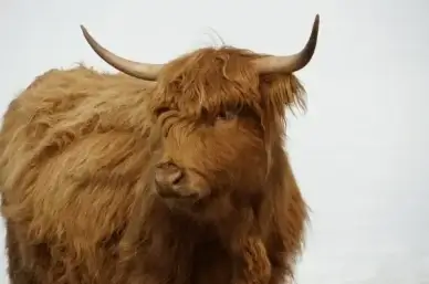 cow bovine rare breed