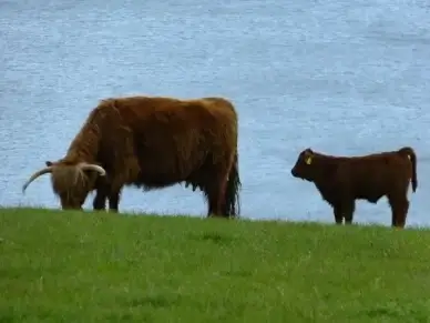cow calf beef