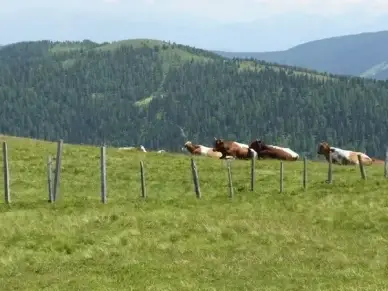 cow cows fence