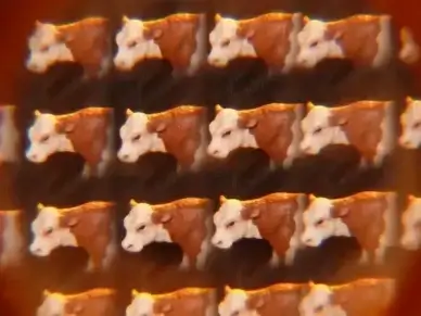 cow cows kaleidoscope