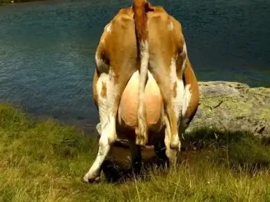 cow drink cows