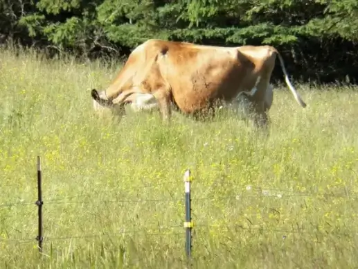 cow in a field