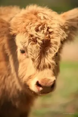 cow looking into camera