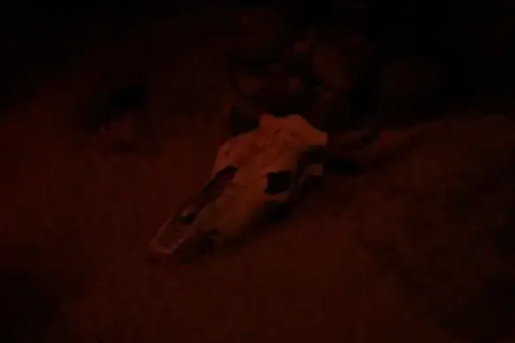 cow skull
