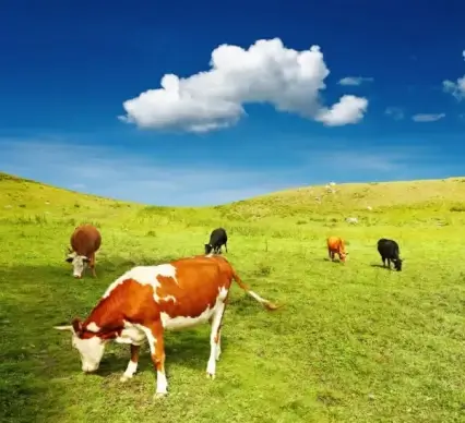 cows 01 hd picture