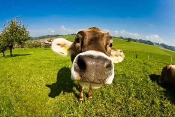 cows 03 hd picture