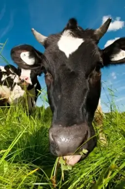 cows 04 hd picture