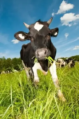 cows 05 hd picture
