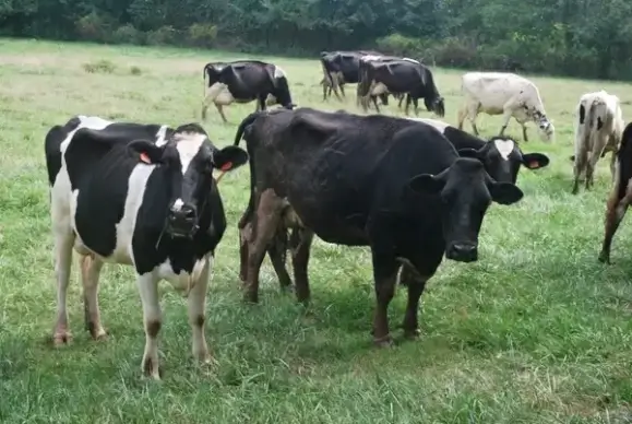 cows