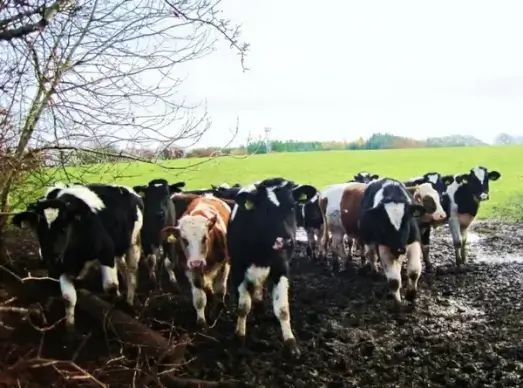 cows